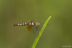 8.3 Dragonfly