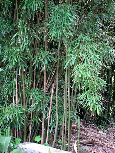 Bamboo, TM Center, Oahu