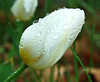 White wet tulip