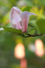 magnolia7