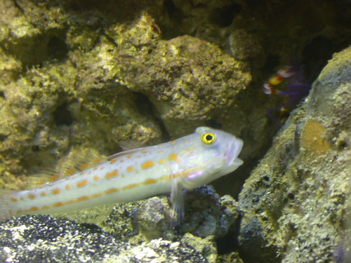 diamond watchman goby. It was neat to see the Diamond