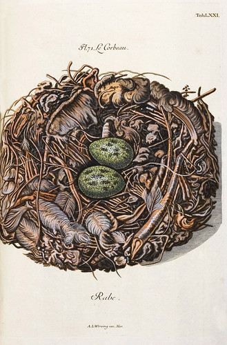 012-Nido del Cuervo-Colección de nidos de aves 1772