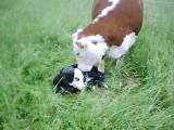 Beulah's new calf