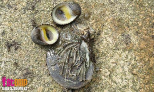 Barnacles are hermaphrodites, i.e. both male and female, and other Sungei Buloh tales
