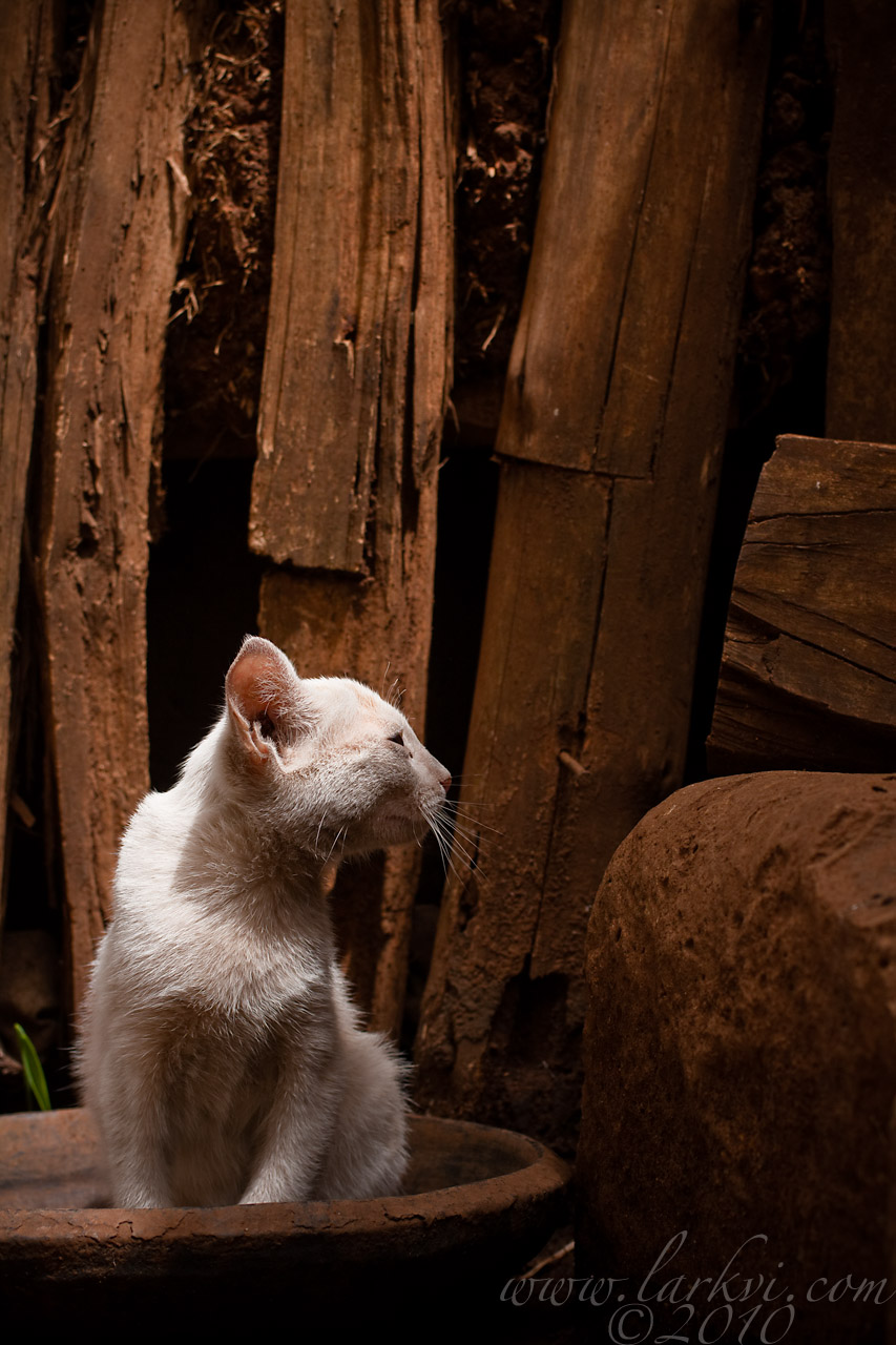 Cat #2, Zege Peninsula, Lake Tana, Ethiopia, 2009