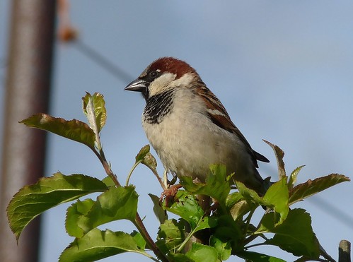 12463 - House Sparrow