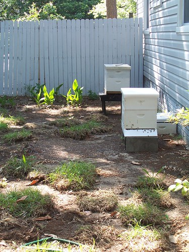 bee garden