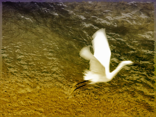 Egret (by Sonic Wu)
