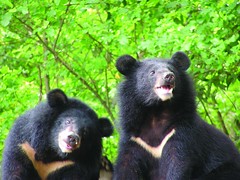 台灣黑熊照片原圖