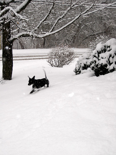 Jett running in the snow.