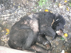 2008年6月谷關黑熊身體狀況明顯不佳；圖片來源：農委會林務局