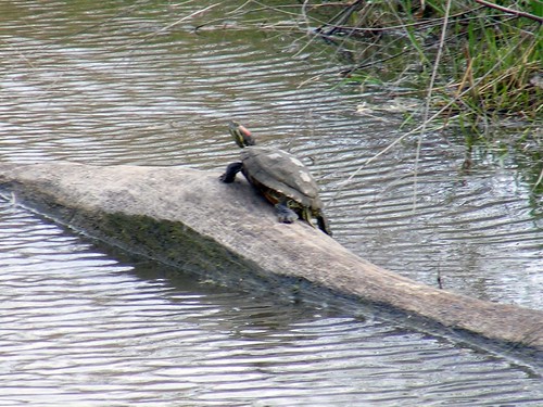 Painted Turtle Maumee Bay