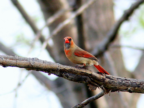 Female Cardinal 20090427