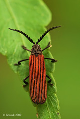 2.13 Long-nosed Lycid Beetle ... stack
