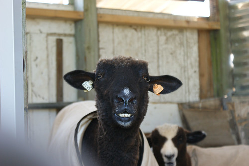 Panting sheep: Fudgy and Hokey Pokey