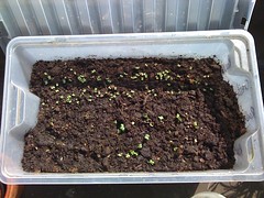Germinating radishes and rocket and cress.
