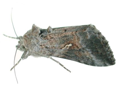 cabbagelooper-moth