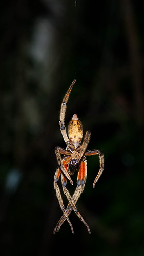 Big Ol' Spider