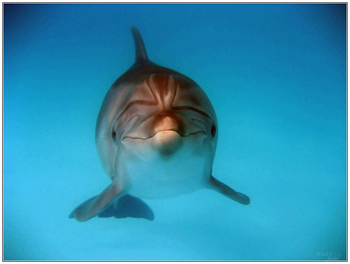 Girl dolphine Omega