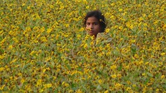 In a mustard field