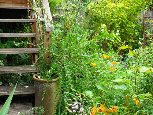 2009-05-06 garden; Keckiella cordifolia