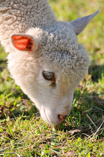  フリー画像| 動物写真| 哺乳類| 羊/ヒツジ| 子羊|       フリー素材| 