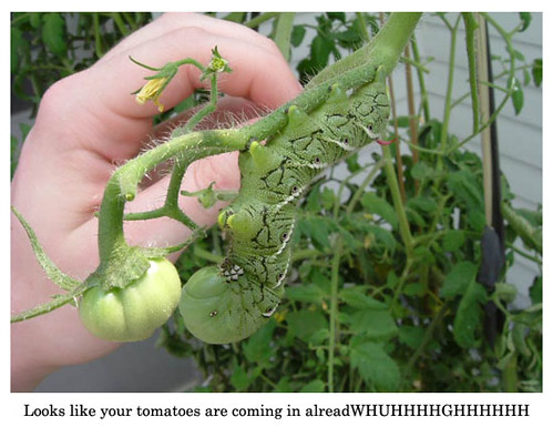 tomato-garden