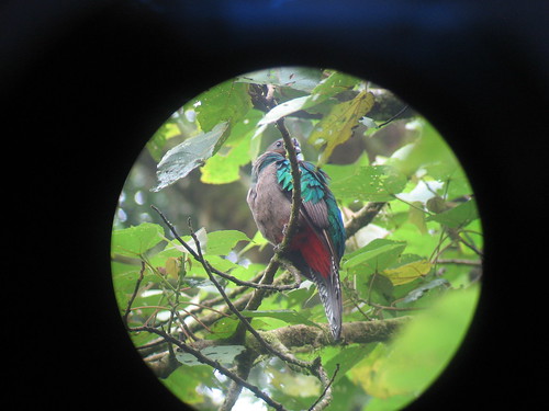 Female quetzal