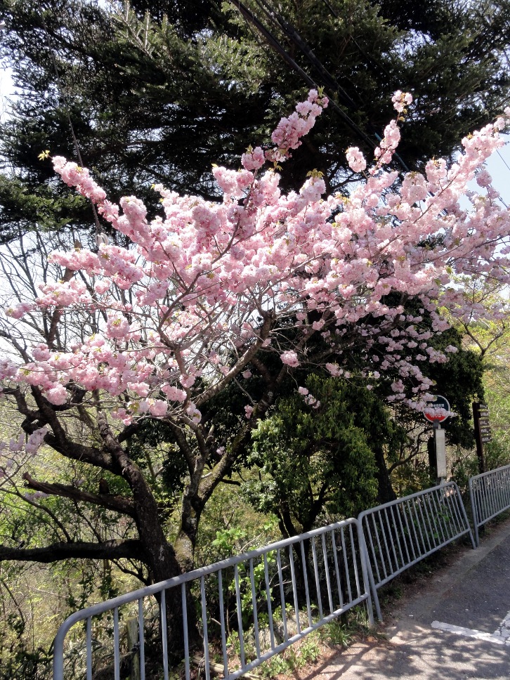 神戸　灘　摩耶山　八重桜