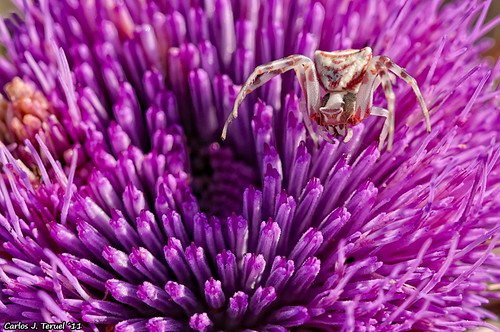 Mi primera araña cangrejo by XavierSam