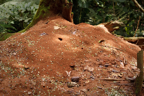 Leaf Cutter Ant Nest