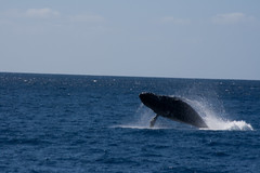 Mother Whale Jumping out of the Water