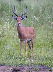 Impala, Liwonde