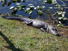 Alligator at Shark Valley, Everglades