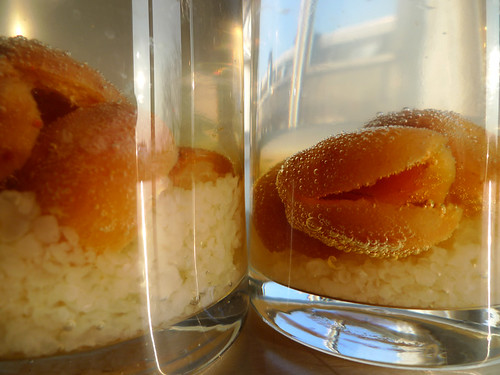 Dried apricots and kefir grains