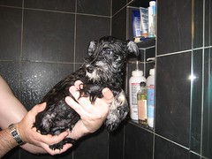Truman's first bath. (04/04/2009)