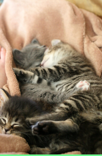 kitten sleep-pile