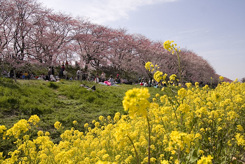 Cherry blossom -Satte no sakura 08-