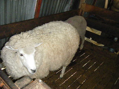 Falkland Sheep2