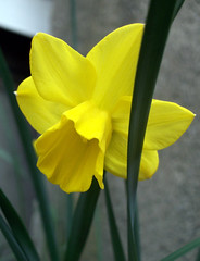 Daffodil_50309