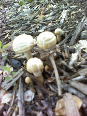 volleyball mushrooms