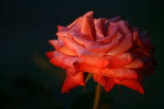 Sunset rose