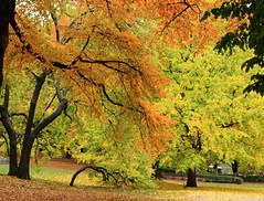 Fall foliage in Central Park, New York City (I...