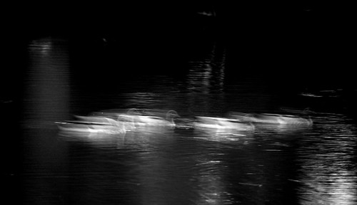 ducks at night by you.