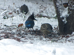 birds foraging