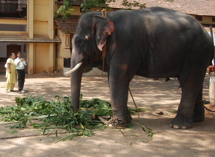thrissur pooram - Elephant stable of Thiruvambady group