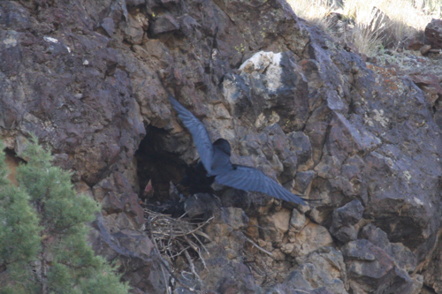 Common Raven and chicks
