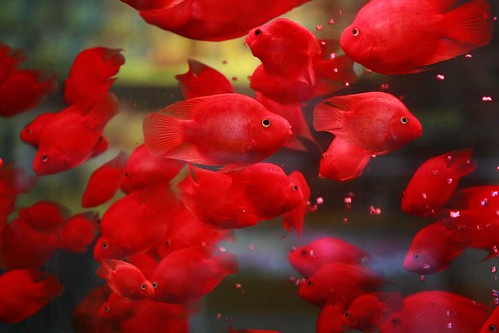 フリー画像|動物写真|魚類|金魚|赤色/レッド|フリー素材|