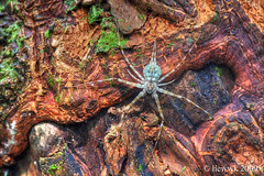4.20 Tree trunk spider ... HDR ...