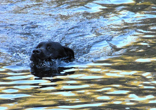 Paddy retrieving in water